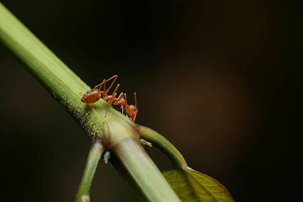 istock World of Ant 532130282