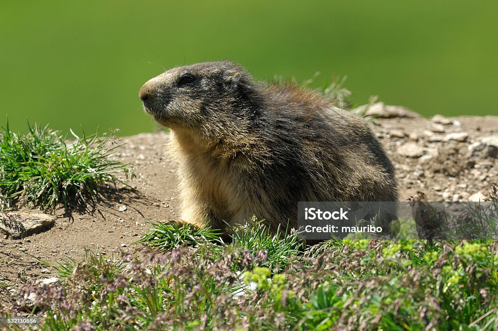 Alpine Marmot Stock Photo - Download Image Now - Alpine Marmot, Animal  Hair, Animal Wildlife - iStock