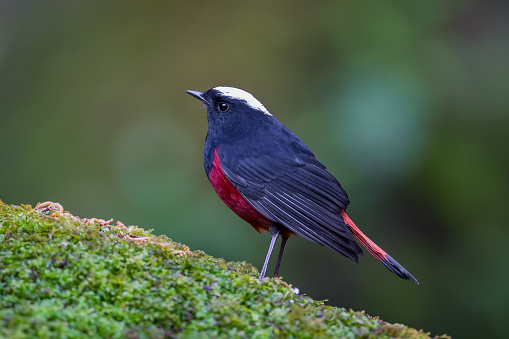 Side view of White-capped water redstart (Chaimarrornis leucocephalus) in nature at Intanon national park,Thailand