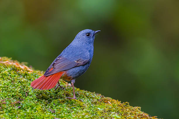 Plumbeous Wasser Gartenrotschwanz – Foto