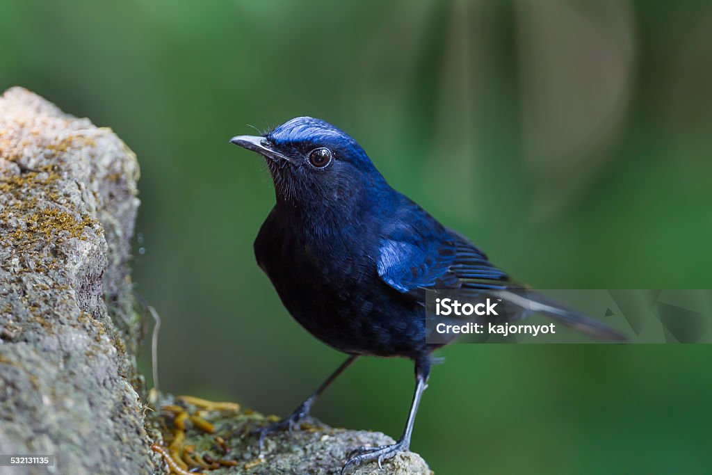 Close up of White-tailed robin (Cinclidium leucurum) Close up of White-tailed robin (Cinclidium leucurum) in nature at Meawong national park,Thailand 2015 Stock Photo