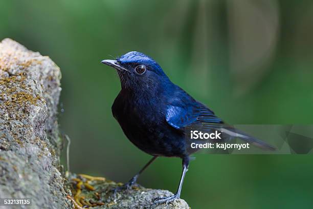 Close Up Of Whitetailed Robin Stock Photo - Download Image Now
