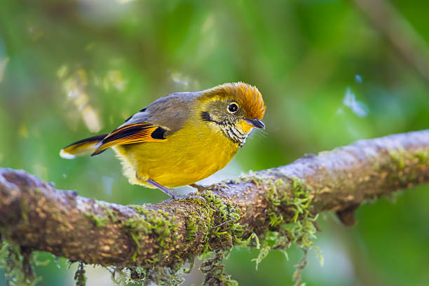 istock Close up of Chestnut-tailed minla(Minla strigula) 532131143