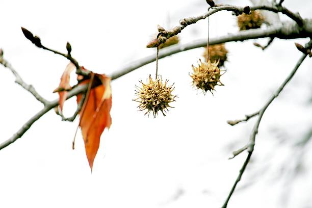 Two frozen chestnut shells in Winter, hanging from a tree branch, covered in large icicle caps. Winter scene after days with rain followed by freezing temperatures.