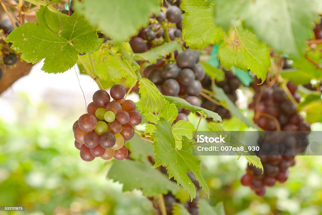 Red grapes ready to be harvested at a vineyard. 2015 Stock Photo