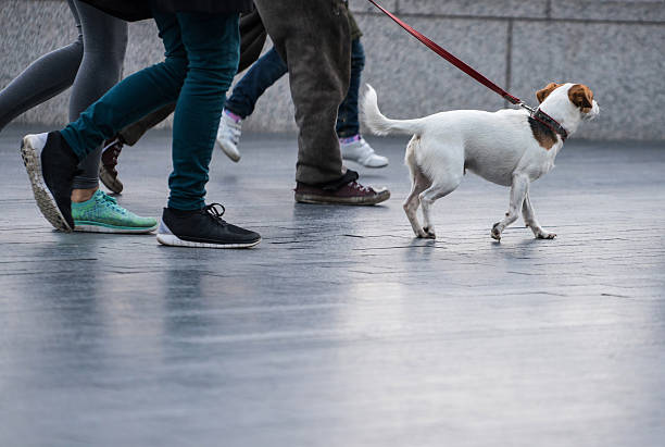 istock Pedestrians and dogs crossing at intersection, London 532132092
