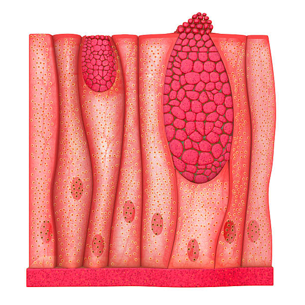 Epithelium tissues Epithelia are tissues consisting of closely apposed cells without intervening intercellular substances. cuboidal epithelium stock pictures, royalty-free photos & images