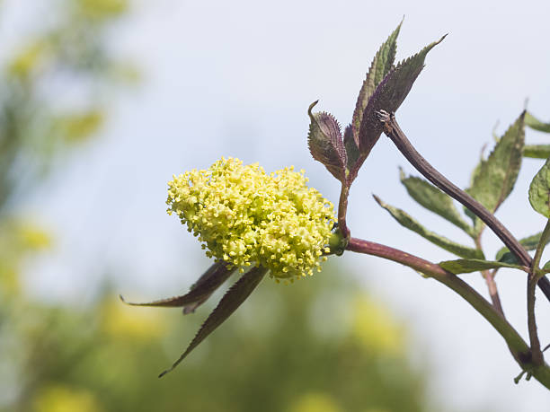 Flowers and leaves of blossoming red elderberry, Sambucus Racenosa, macro Flowers and leaves of blossoming red elderberry, Sambucus Racenosa, on branch with bokeh background macro, selective focus, shallow DOF sambucus racemosa stock pictures, royalty-free photos & images
