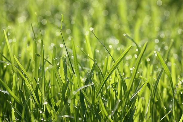 istock Water drops on green grass - shallow DOF 532133571