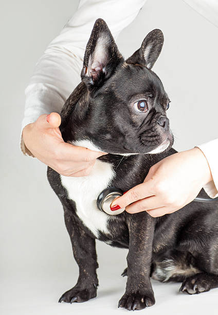 istock French Bulldog at the doctor 532133721