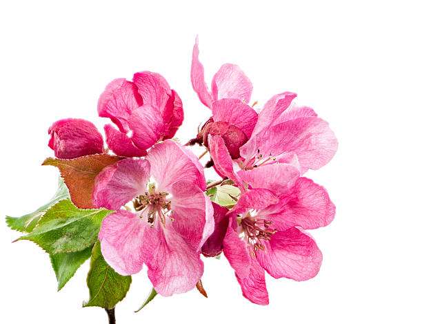 istock Isolated pink blossoms of an apple tree 532133916