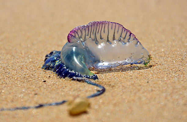 portugiesische galeere (zusammenarbeit) - jellyfish sea life cnidarian sea stock-fotos und bilder