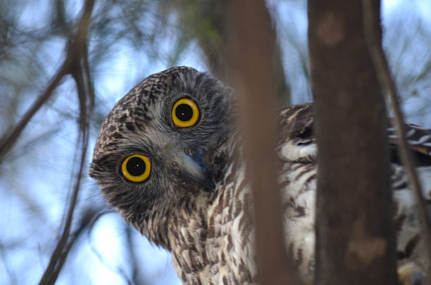 Photo of Curious Australian Powerful Owl