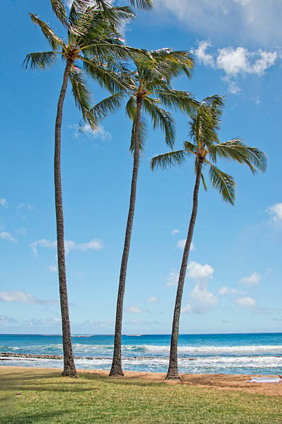 istock Coconut trees in Hawaii Poipu beach 532135253