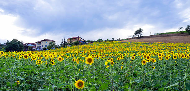 istock Sunflowers field. Color image 532135389