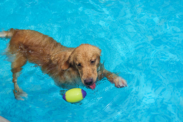 istock Playful Golden Retriever 532136047