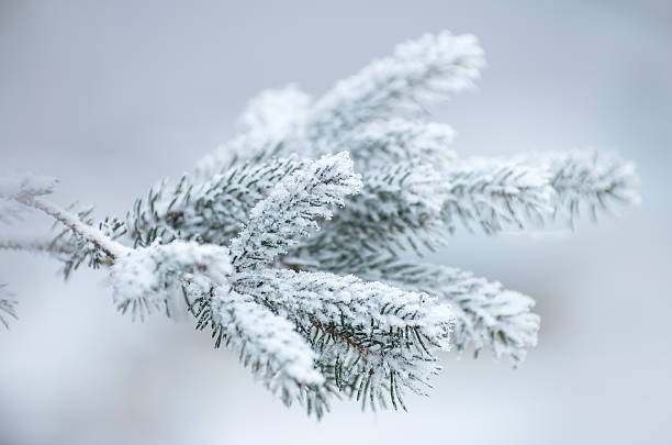 frost covered spruce, pine, firs tree branch stock photo