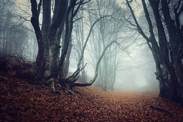 istock Autumn forest in the Crimea 532136853
