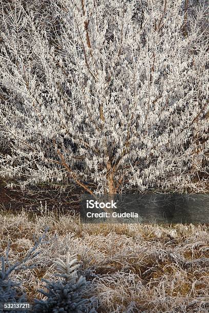 Winter Tree Stock Photo - Download Image Now - 2015, Backgrounds, Bare Tree
