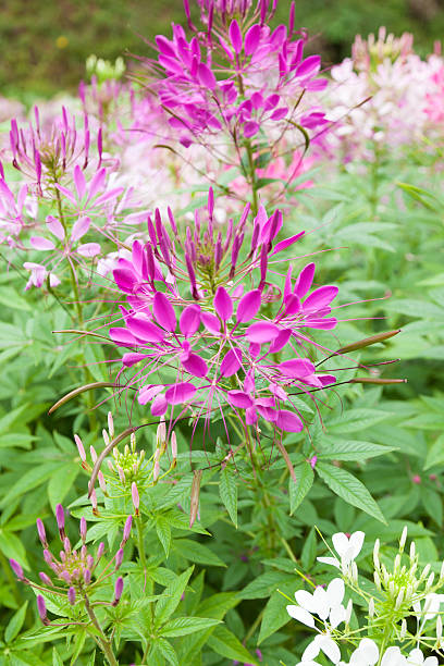 istock Flower bushes in the garden 532137259