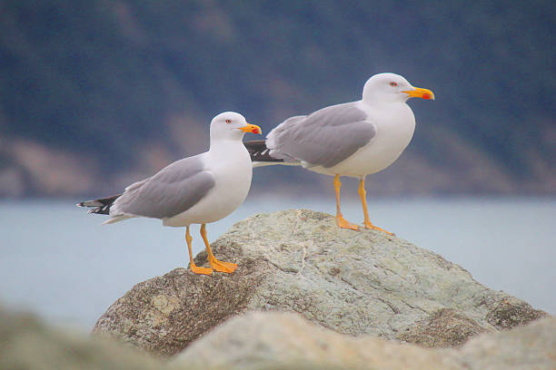 istock pair of seagulls 532137389
