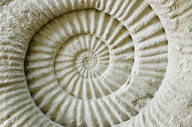 istock Ammonite prehistoric fossil. 532137457