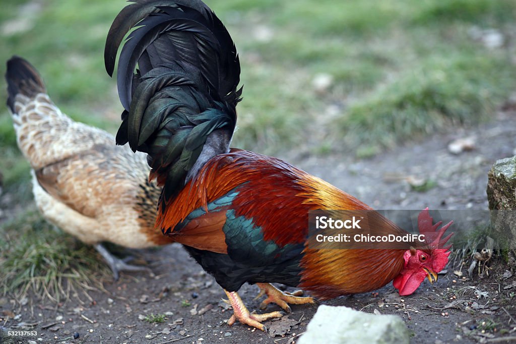 Cock With The Red Crest And The Hen Stock Photo - Download Image Now -  2015, Adult, Agriculture - iStock