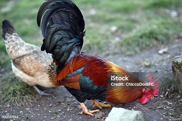Cock With The Red Crest And The Hen Stock Photo - Download Image Now - 2015, Adult, Agriculture