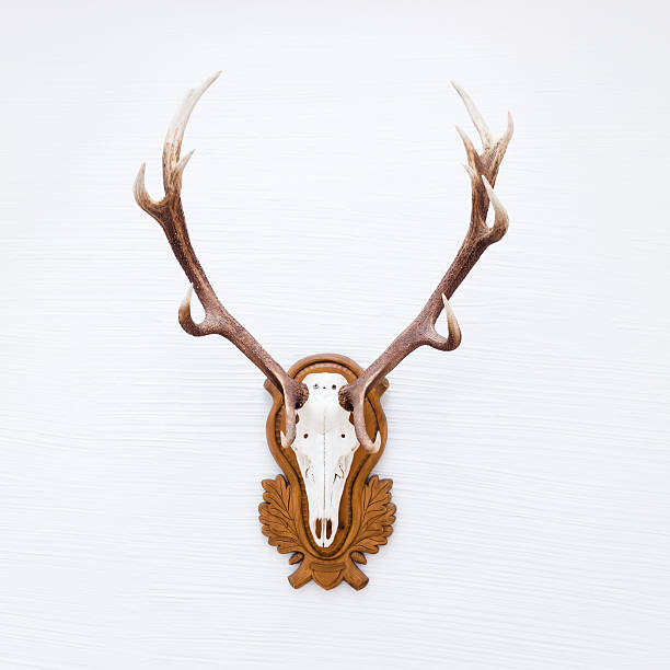 istock Antlers of a huge stag on white wall. 532146871