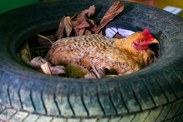 курица brooding в колесо - brooder стоковые фото и изображения