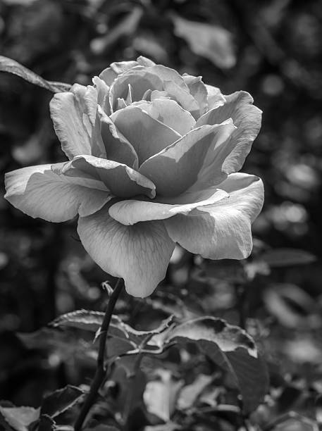 istock beautiful black and white rose in a garden 532147217