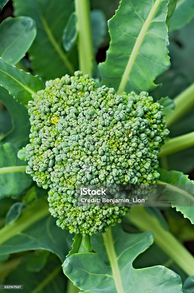 Broccoli Fresh growing broccoli. Closeup 2015 Stock Photo