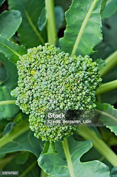 Broccoli Stock Photo - Download Image Now - 2015, Agriculture, Broccoli