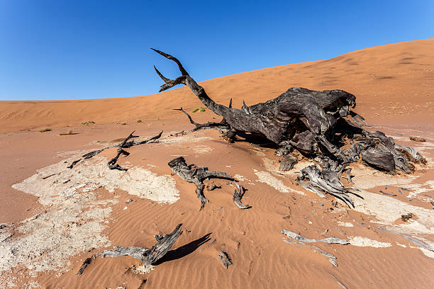 istock Sossusvlei beautiful landscape of death valley, namibia 532147667