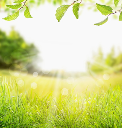 spring summer nature background with grass, trees branch with green leaves and  sun rays with bokeh
