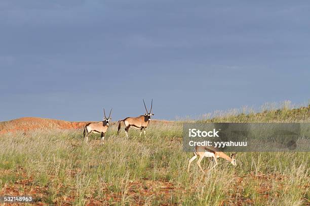 Orix Springbok Springbok And Oryx Namibia Stock Photo - Download Image Now - 2015 ...