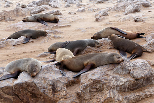 istock huge colony of Brown fur seal 532149003
