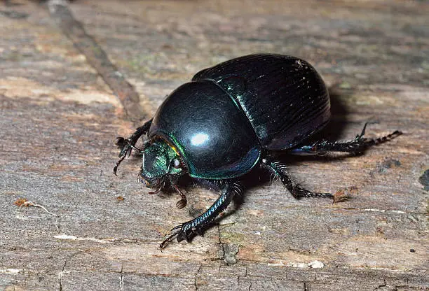 A close up of the dung-beetle on tree.