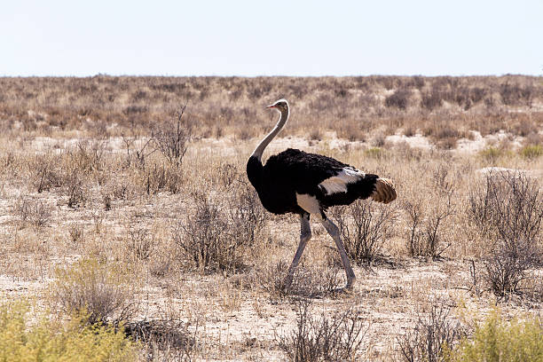 istock Ostrich Struthio camelus, in Kgalagadi, South Africa 532149237
