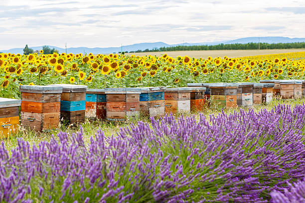 istock Bee hives on lavender fields, near Valensole, Provence. 532150373