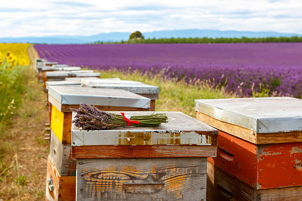istock Bee hives on lavender fields, near Valensole, Provence. 532150375