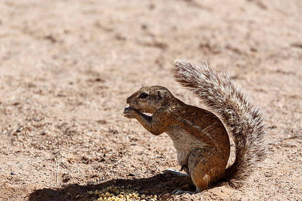 istock South African ground squirrel Xerus inauris 532150741