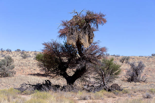 istock African masked weaver big nest on tree 532150749