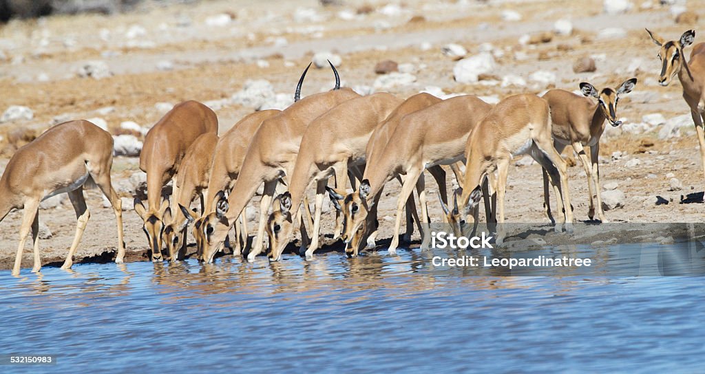 Black-Faced Impala Impala drinking at the waterhole. 2015 Stock Photo