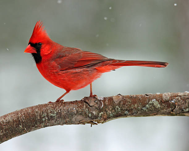 Snow Cardinal stock photo