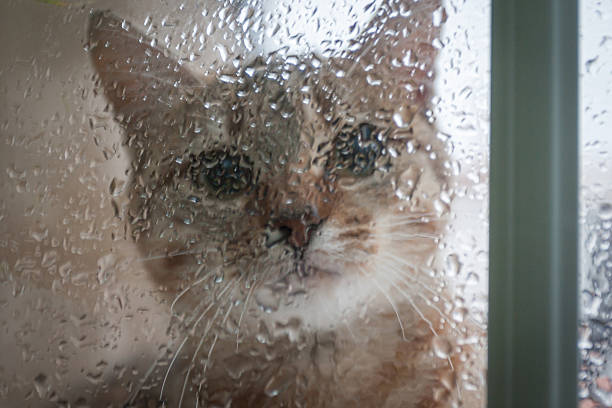 istock Cat Looking Out the Window at the Rain 532152103