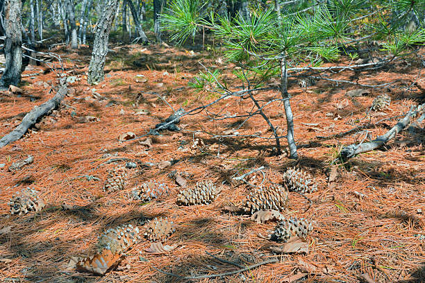 cones de cedar pine - cedrine imagens e fotografias de stock