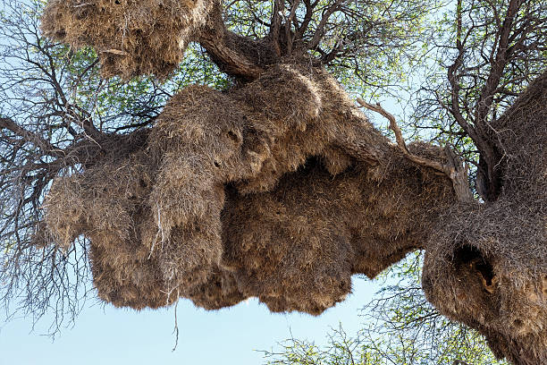 istock African sociable weaver big nest on tree 532152397