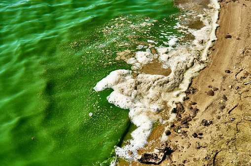 Beach sund pollution blue-green algae bloom. Eutrophic water