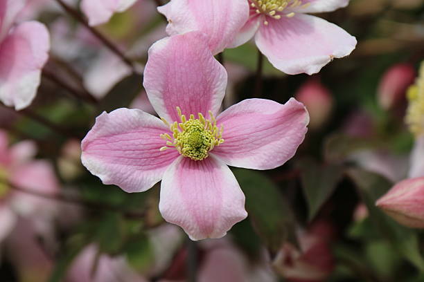 istock Pink flower close up with yellow 532163460